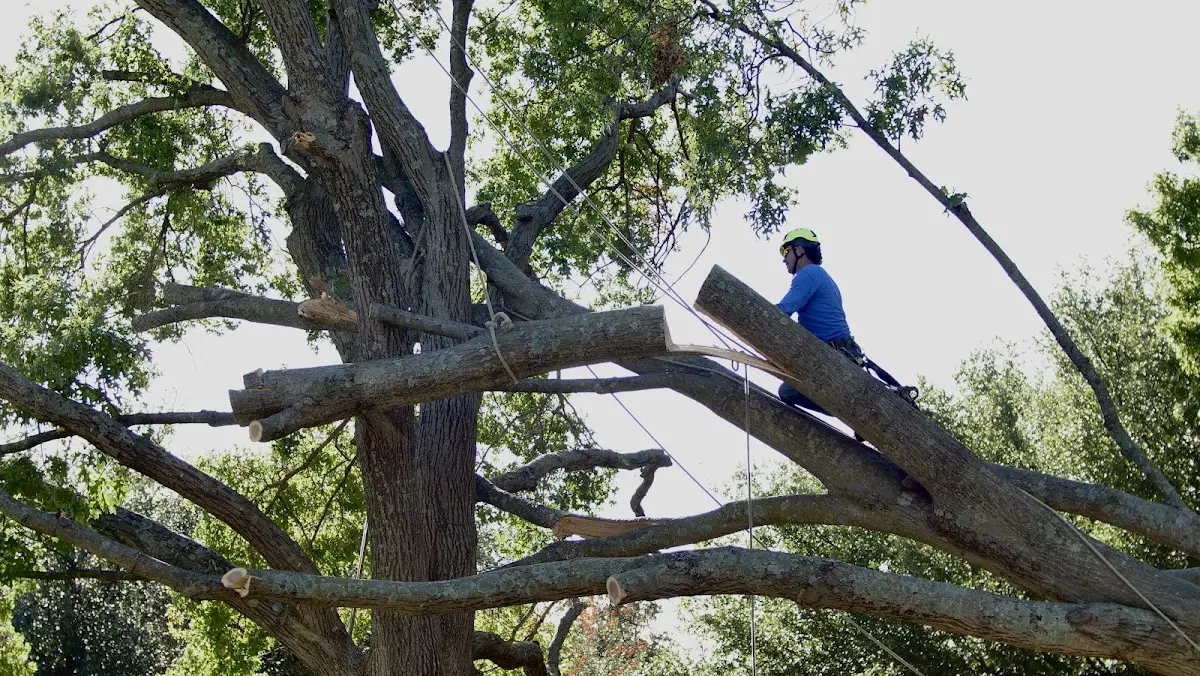 Professional Crown Thinning performed by certified arborists in Hurdle Mills