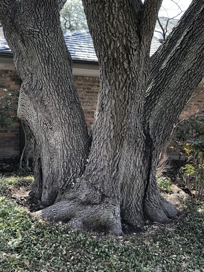 Mature heritage tree close to a Hurdle Mills property cared for by certified arborists